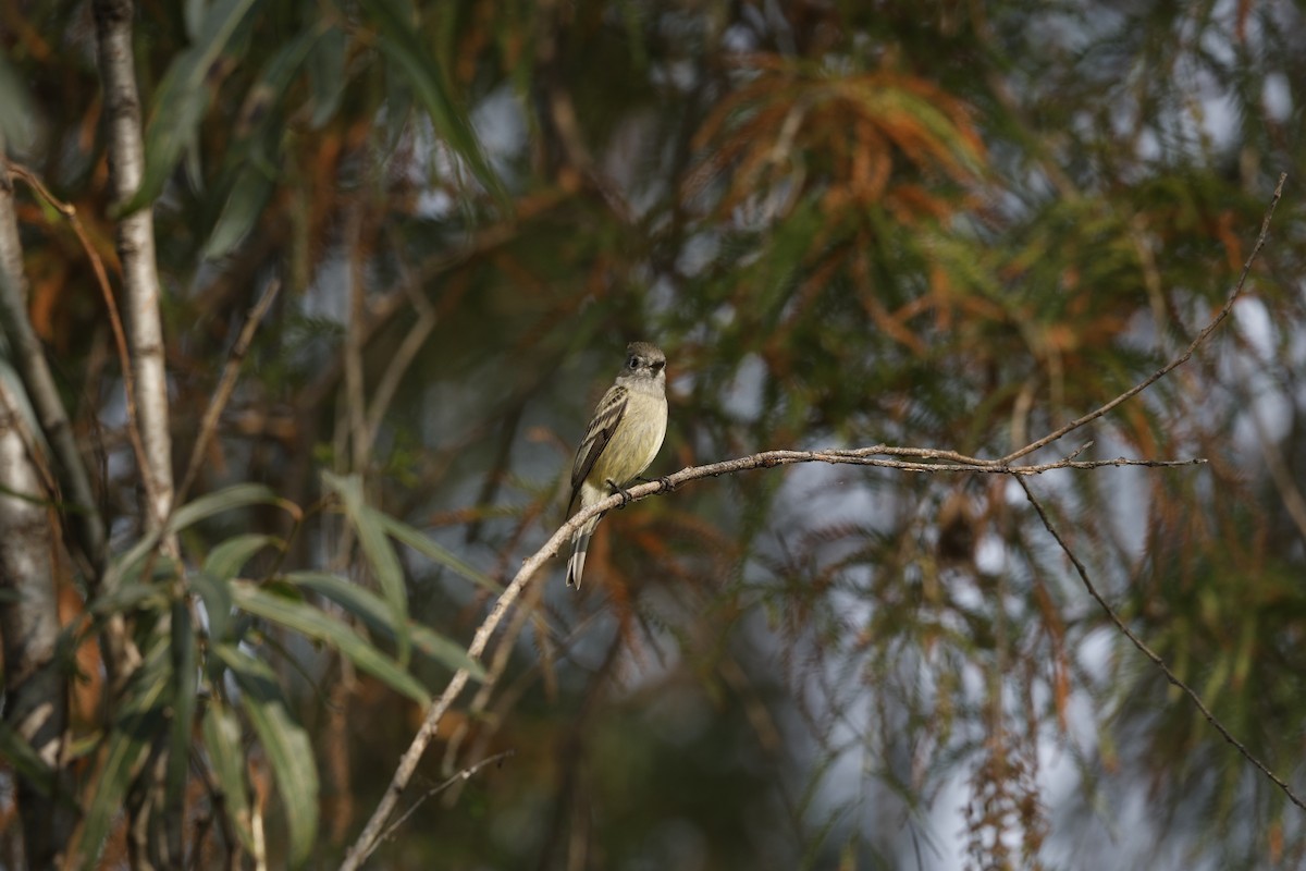 Hammond's Flycatcher - ML647712083