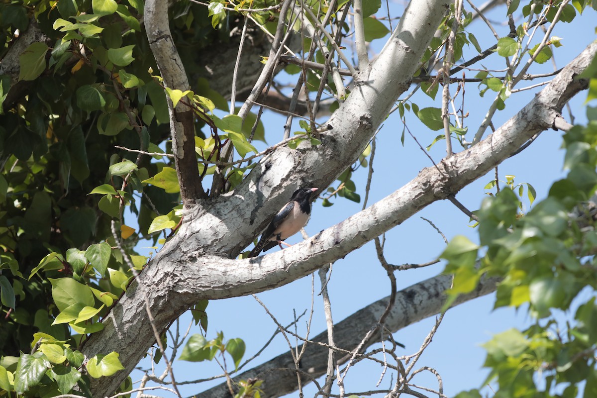 Rosy Starling - ML647712085