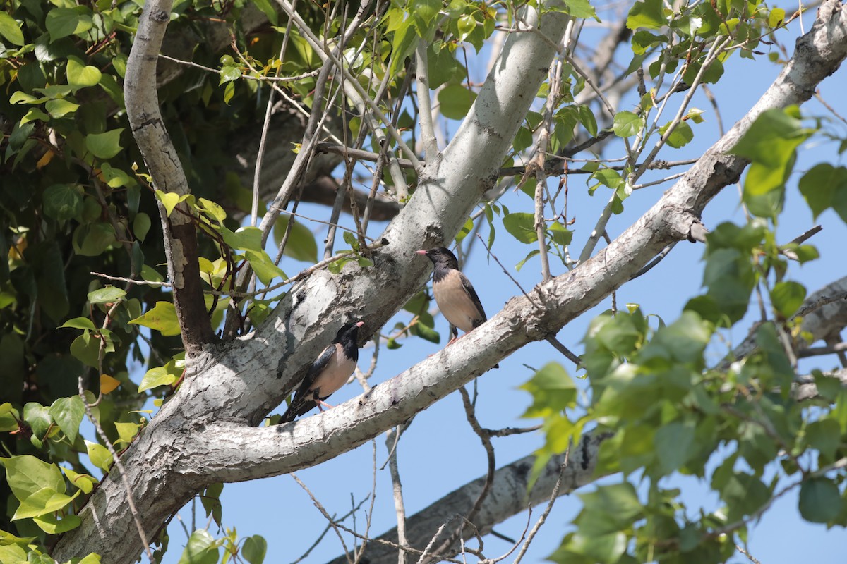 Rosy Starling - ML647712089