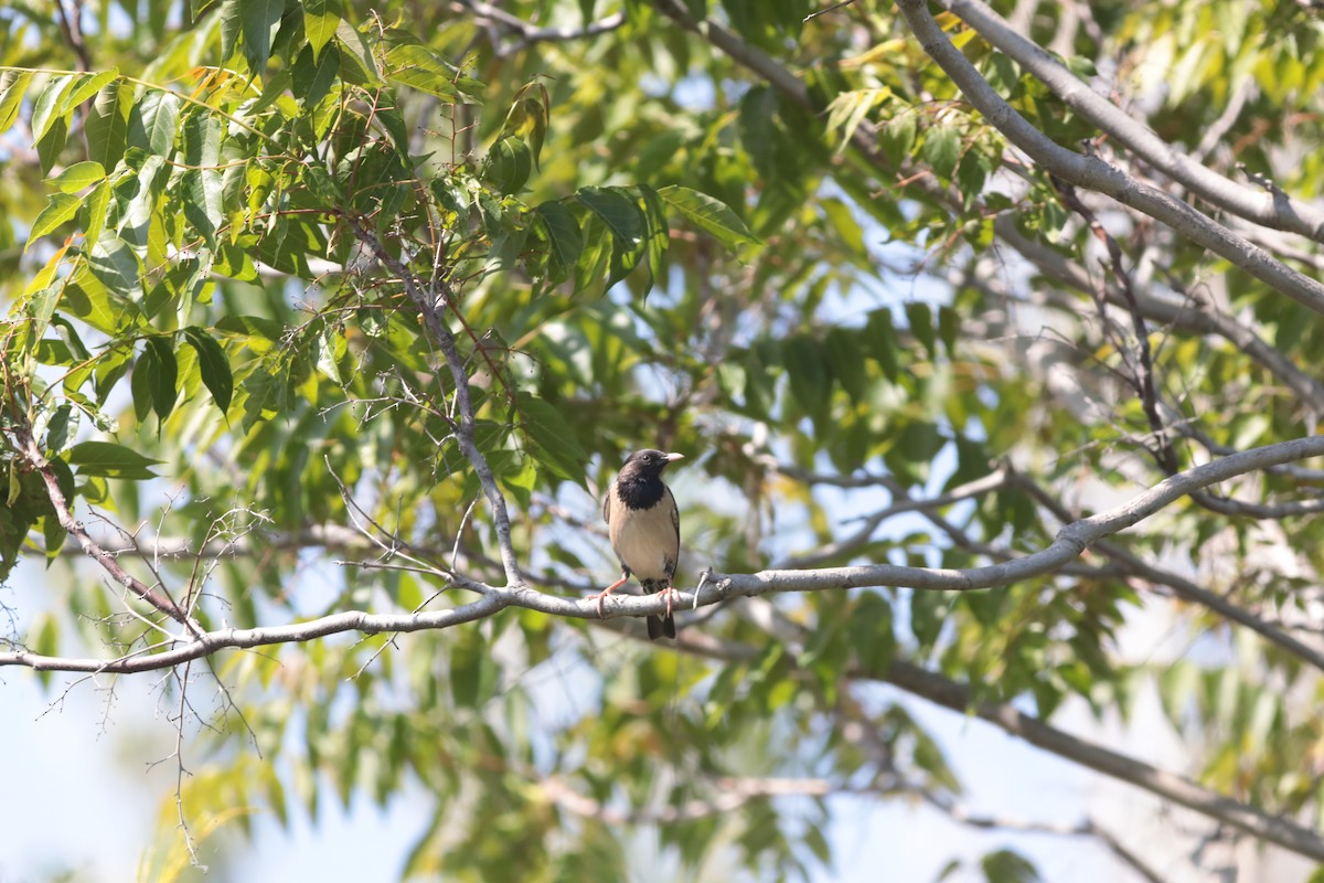 Rosy Starling - ML647712091