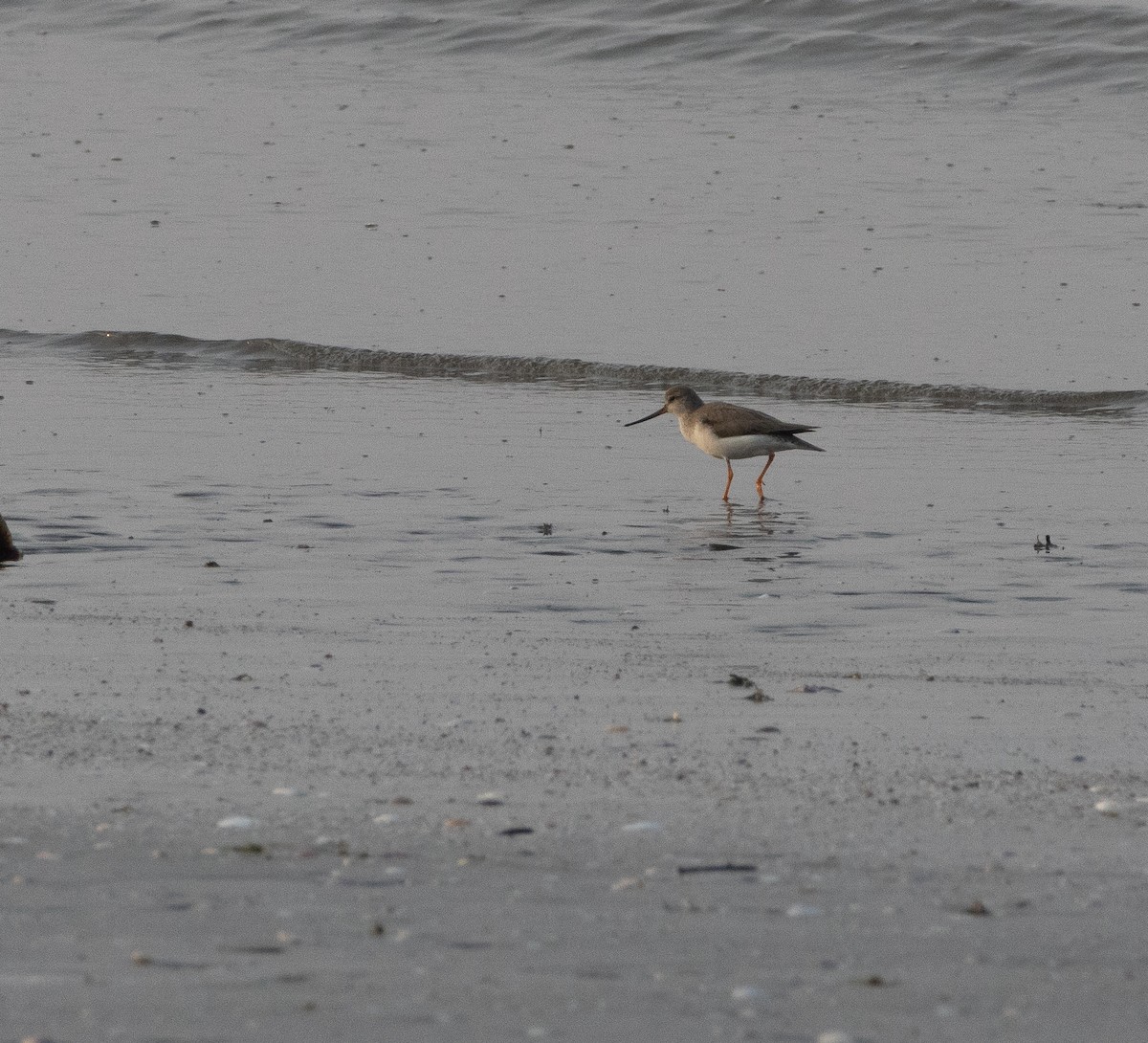 tereksnipe - ML647712101