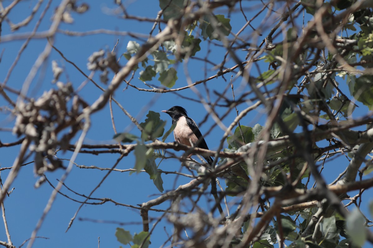 Rosy Starling - ML647712117