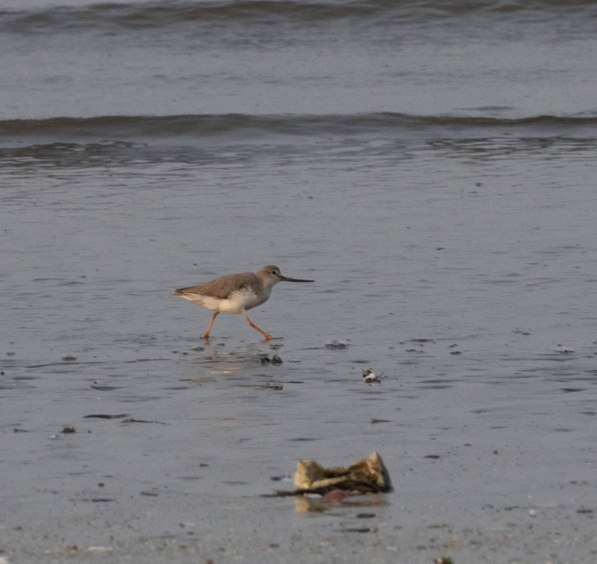 tereksnipe - ML647712118