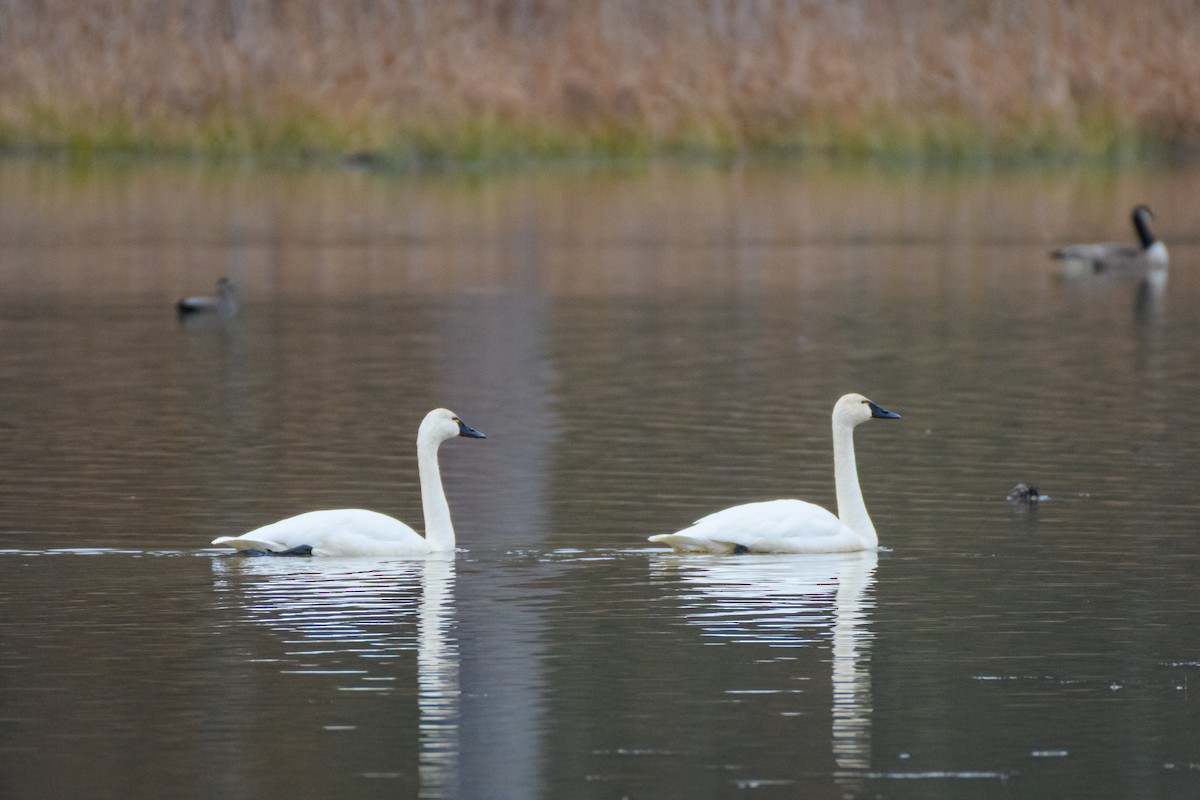 Tundra Swan - ML647712135