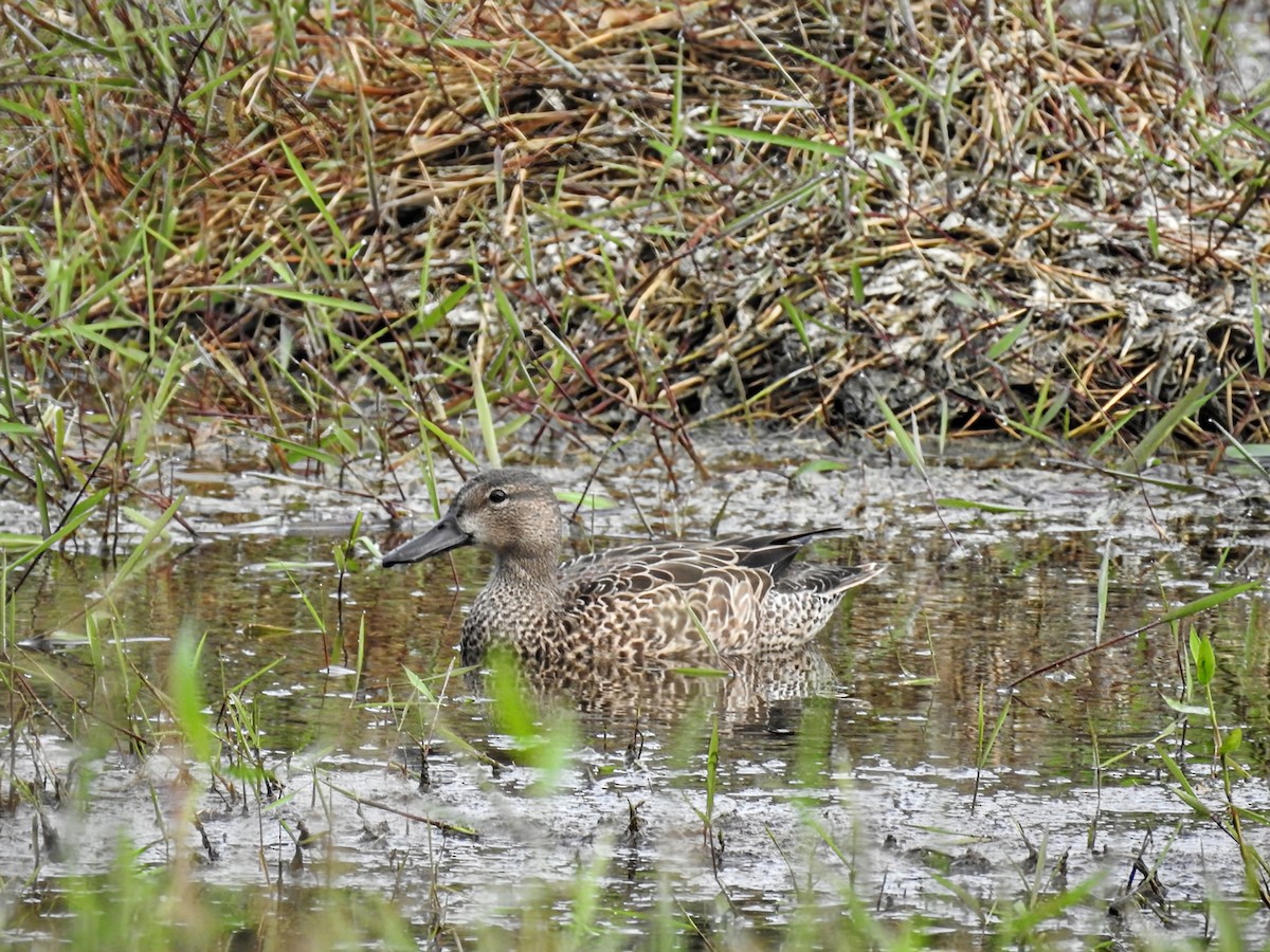 čírka modrokřídlá - ML647712142