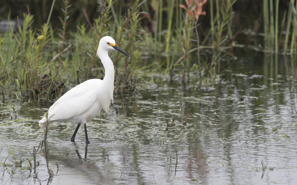 Karbeyaz Balıkçıl - ML647712181