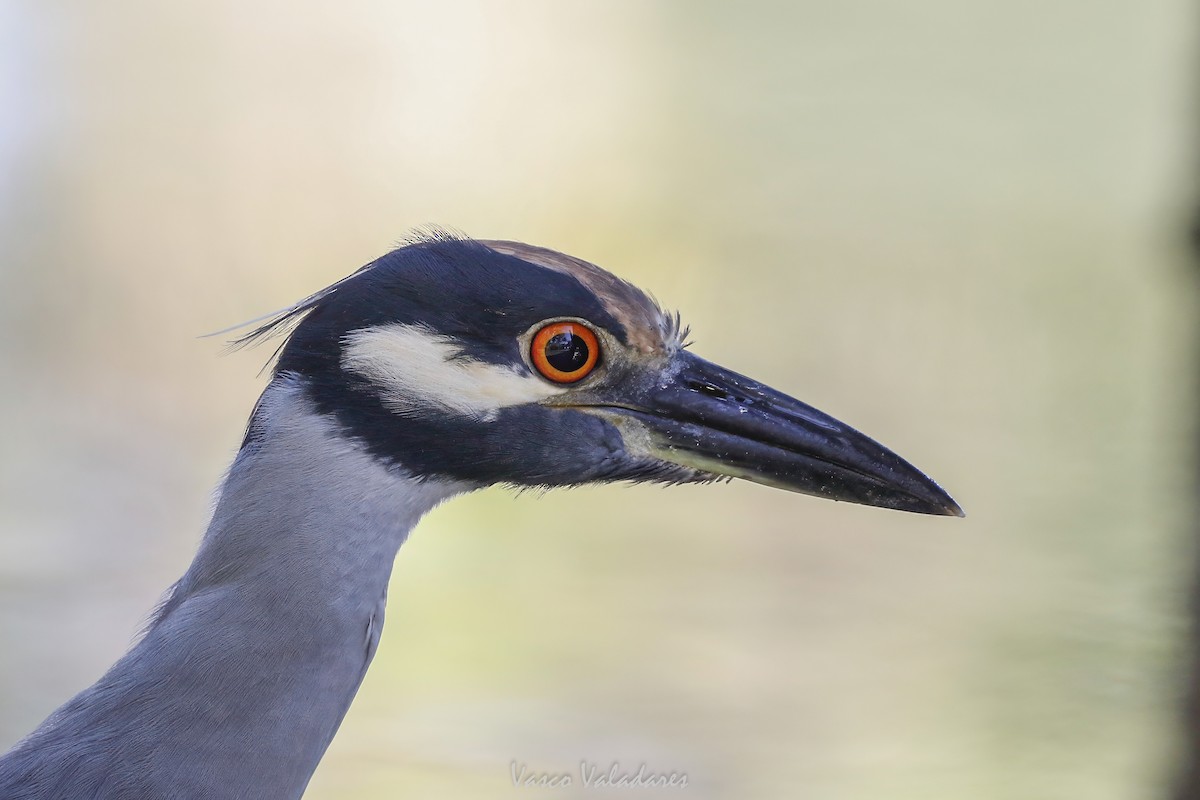 Sarı Tepeli Gece Balıkçılı - ML647712185