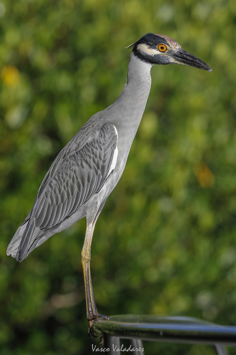 Sarı Tepeli Gece Balıkçılı - ML647712192