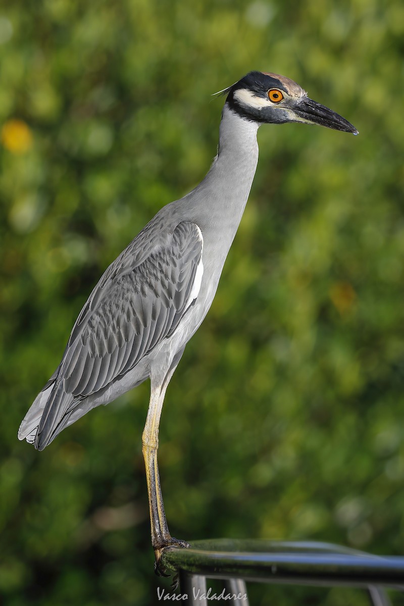 Sarı Tepeli Gece Balıkçılı - ML647712193