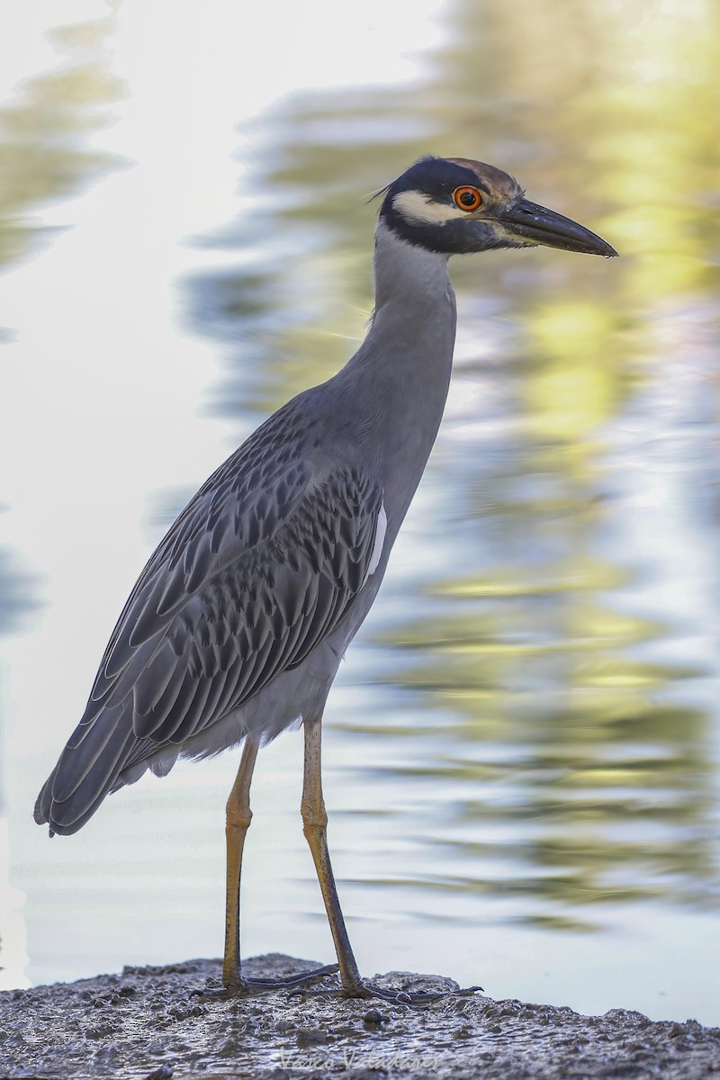 Sarı Tepeli Gece Balıkçılı - ML647712194