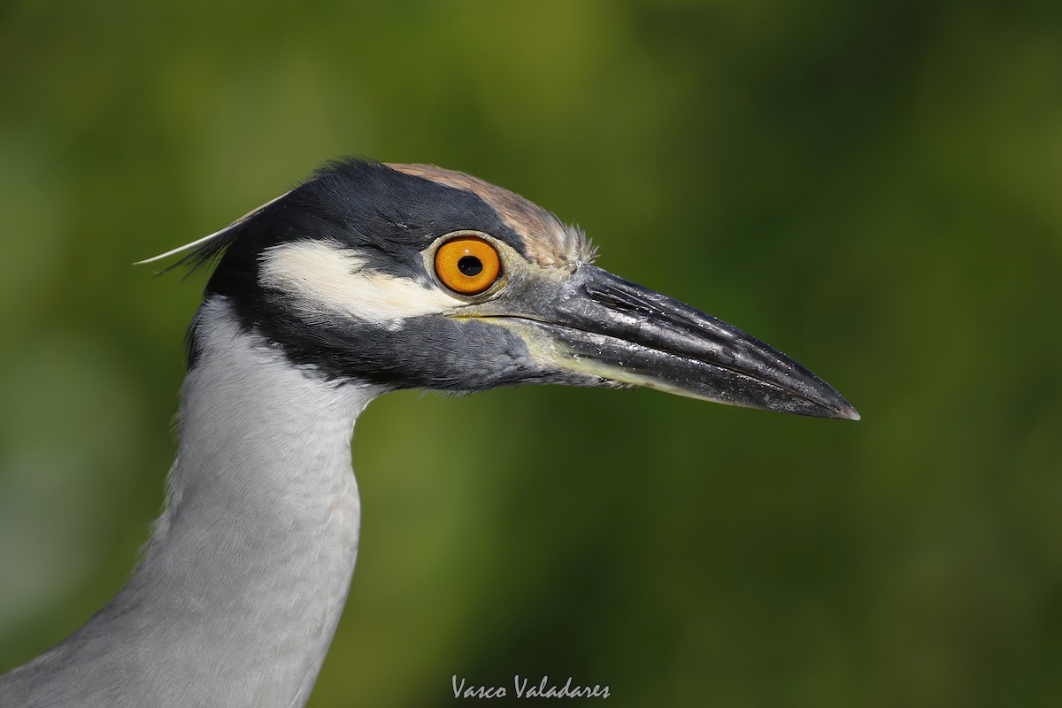 Sarı Tepeli Gece Balıkçılı - ML647712195