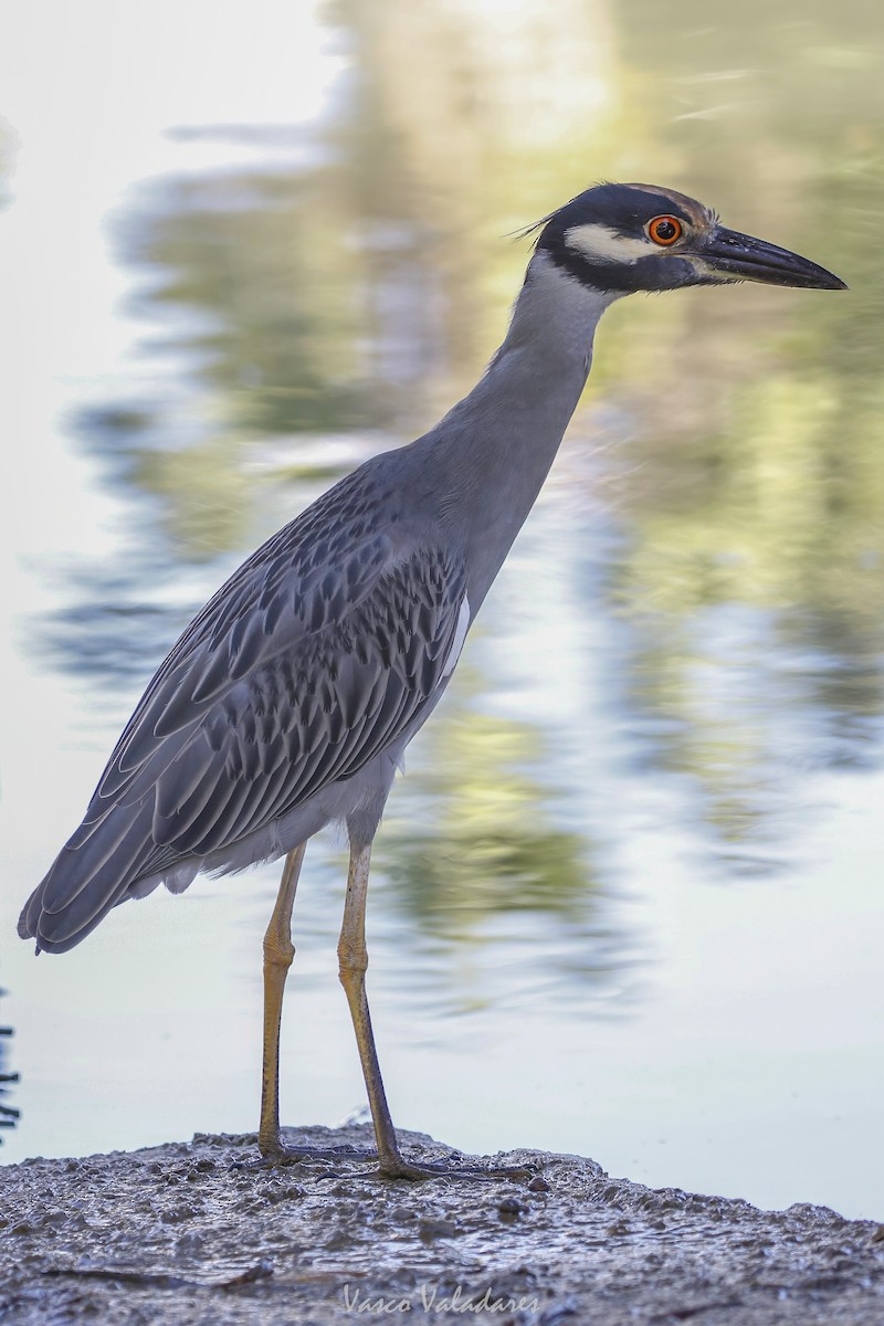 Sarı Tepeli Gece Balıkçılı - ML647712196