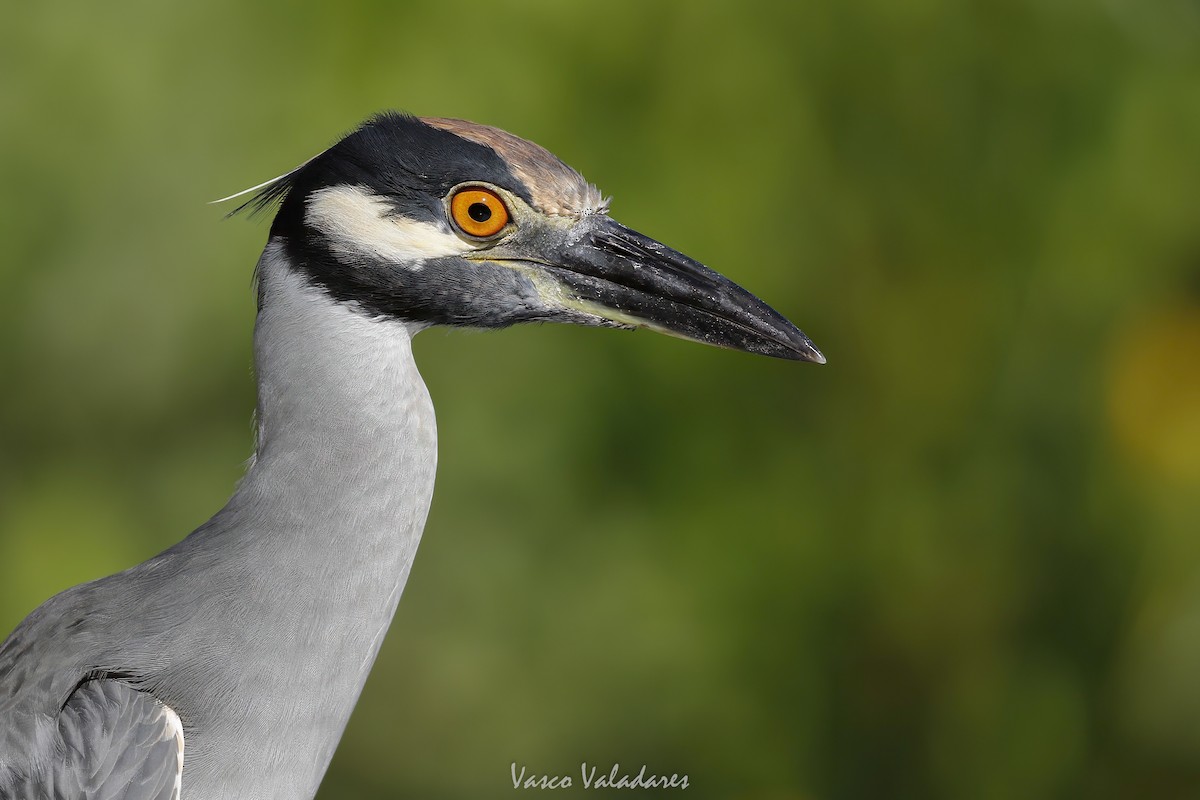 Sarı Tepeli Gece Balıkçılı - ML647712198