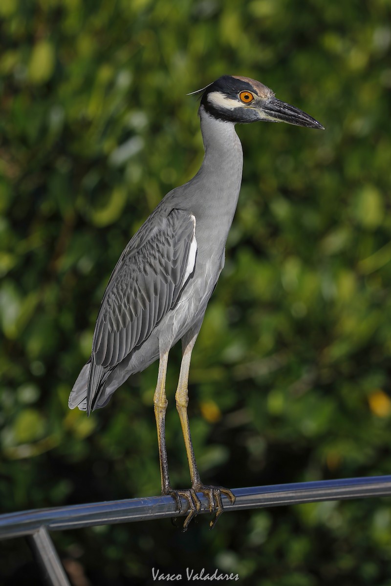 Sarı Tepeli Gece Balıkçılı - ML647712201