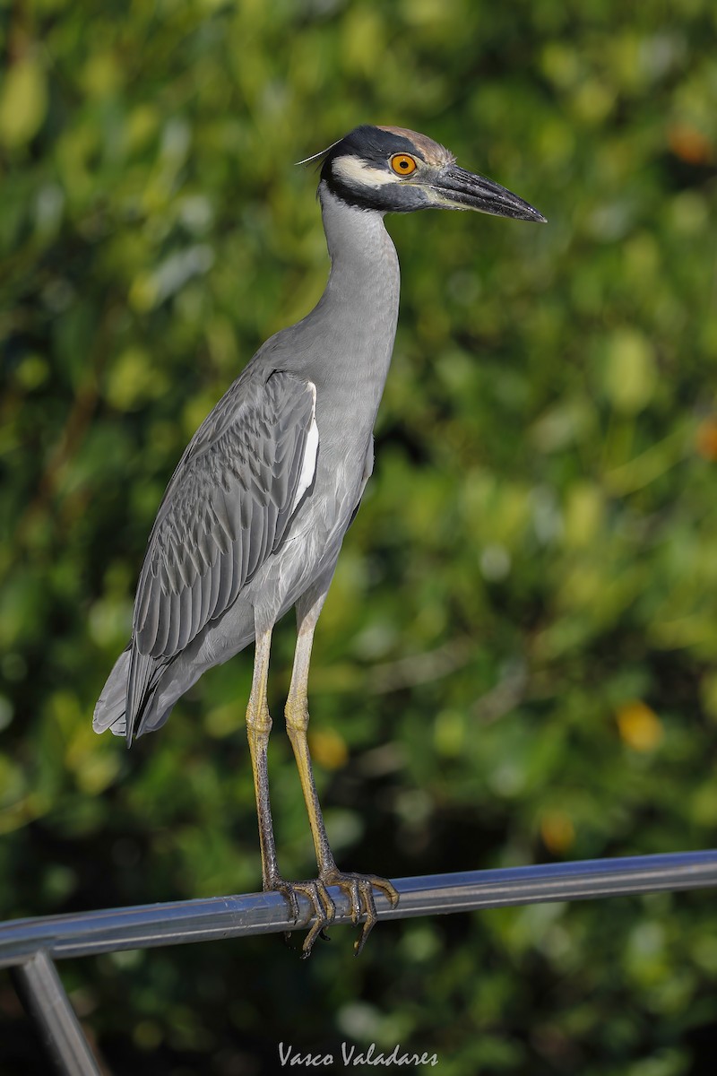 Sarı Tepeli Gece Balıkçılı - ML647712202