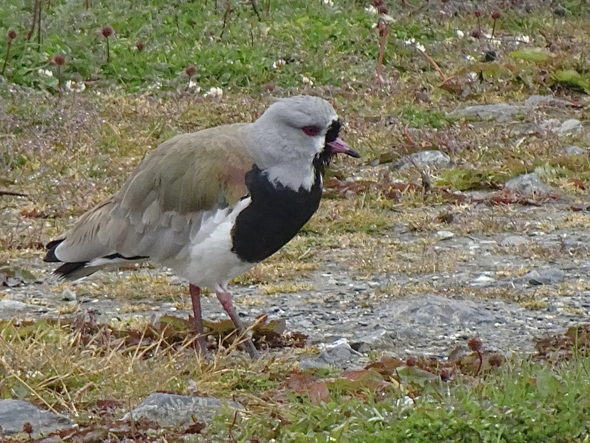 Şili Kızkuşu - ML647712205