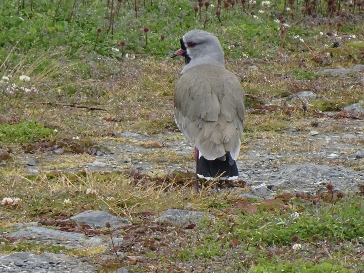 Şili Kızkuşu - ML647712207