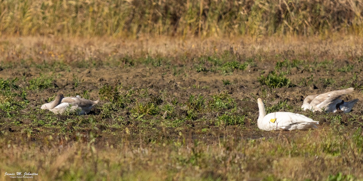 Borazancı Kuğu - ML647712210