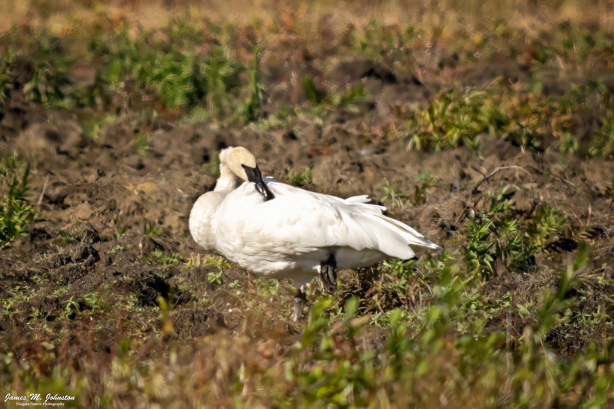 Borazancı Kuğu - ML647712211