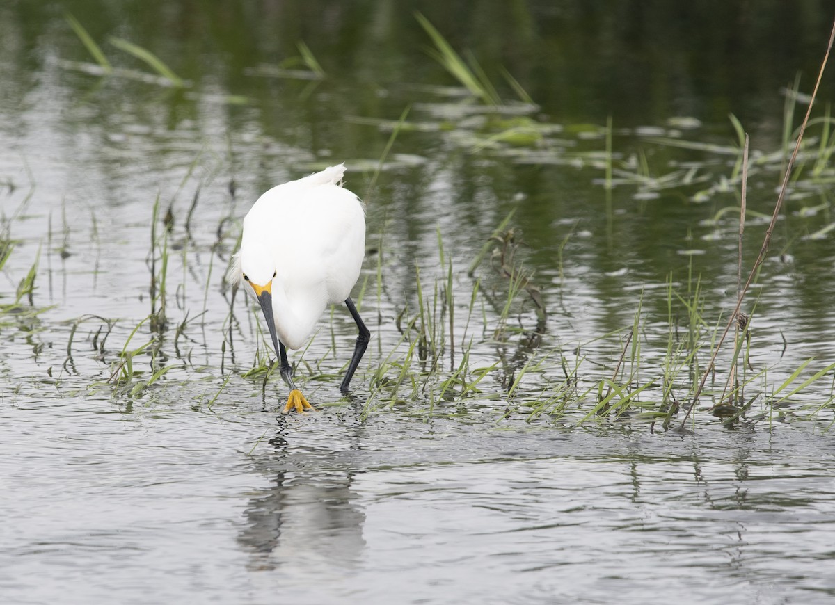 Karbeyaz Balıkçıl - ML647712212