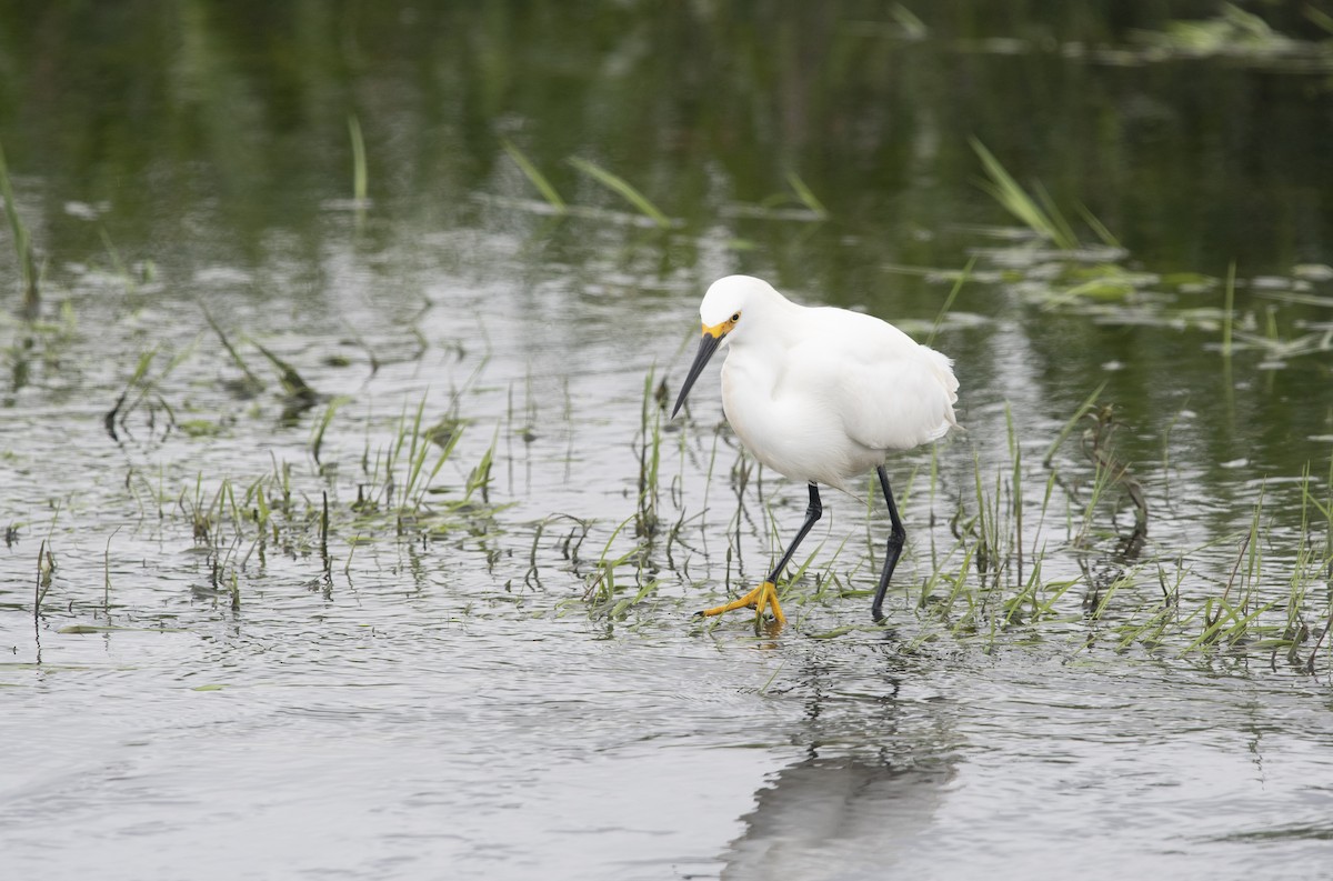 Karbeyaz Balıkçıl - ML647712213