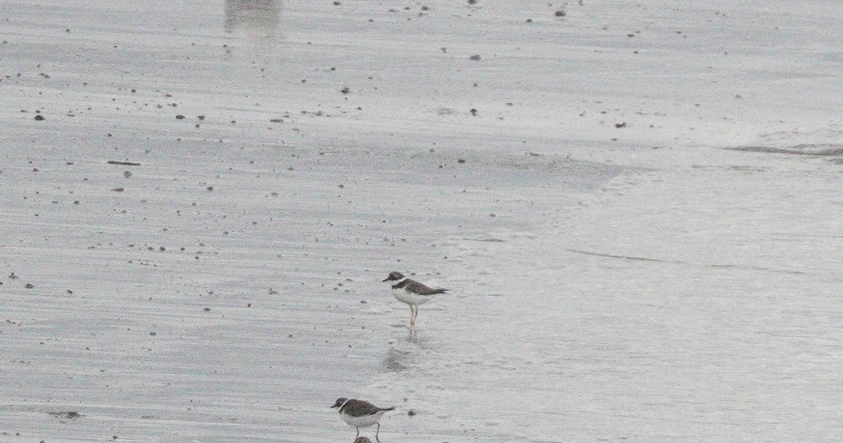 Halkalı Cılıbıt - ML647712215