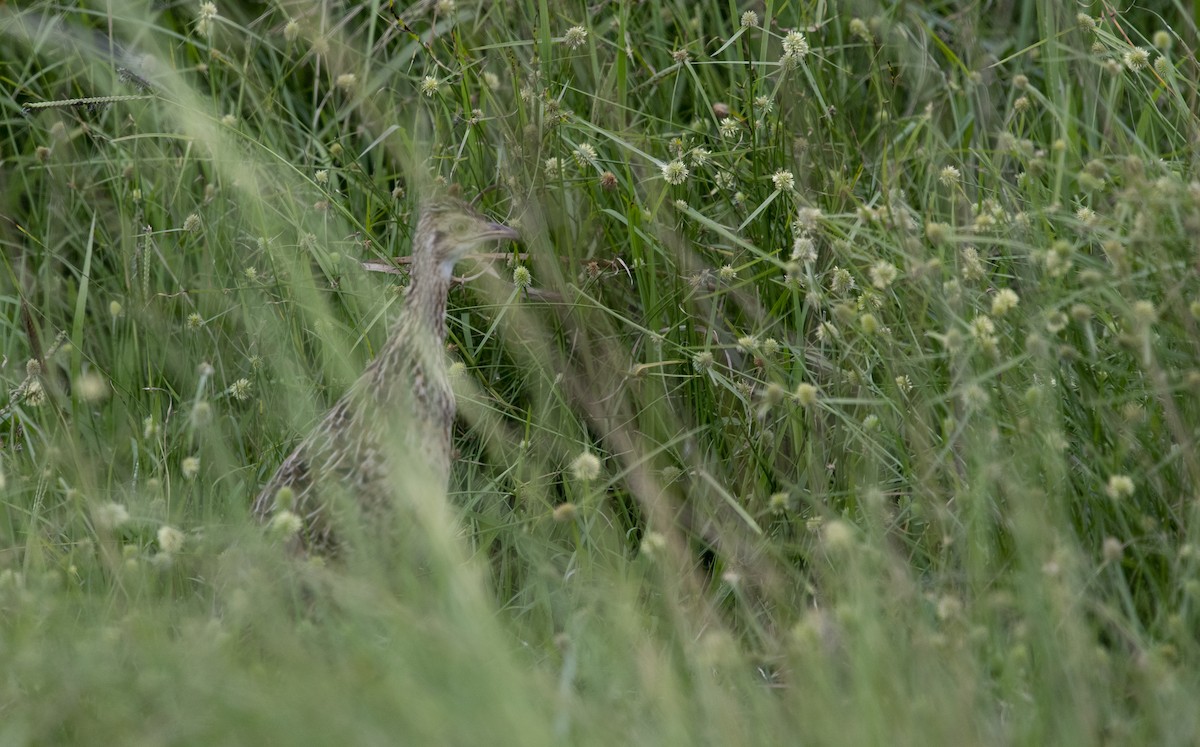 Benekli Notura Tinamusu - ML647712216