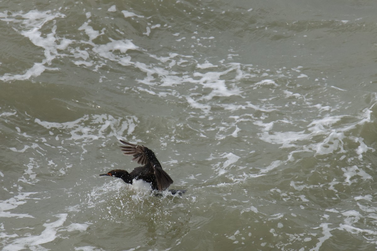 Macellan Karabatağı - ML647712217