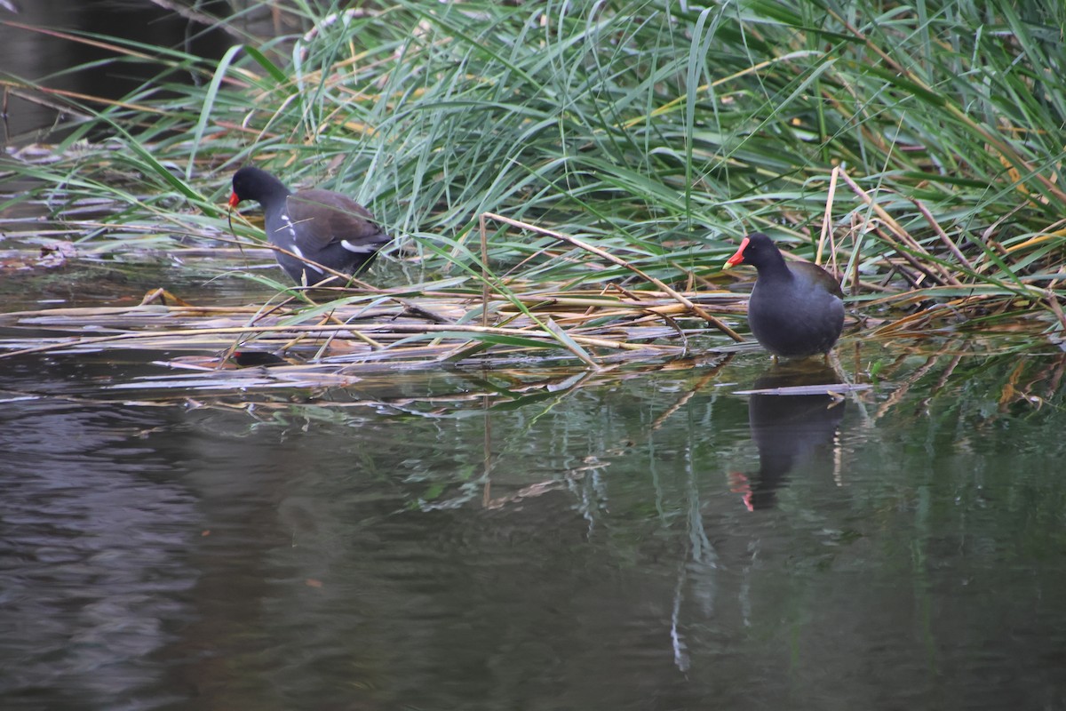 Amerika Sutavuğu - ML647712222