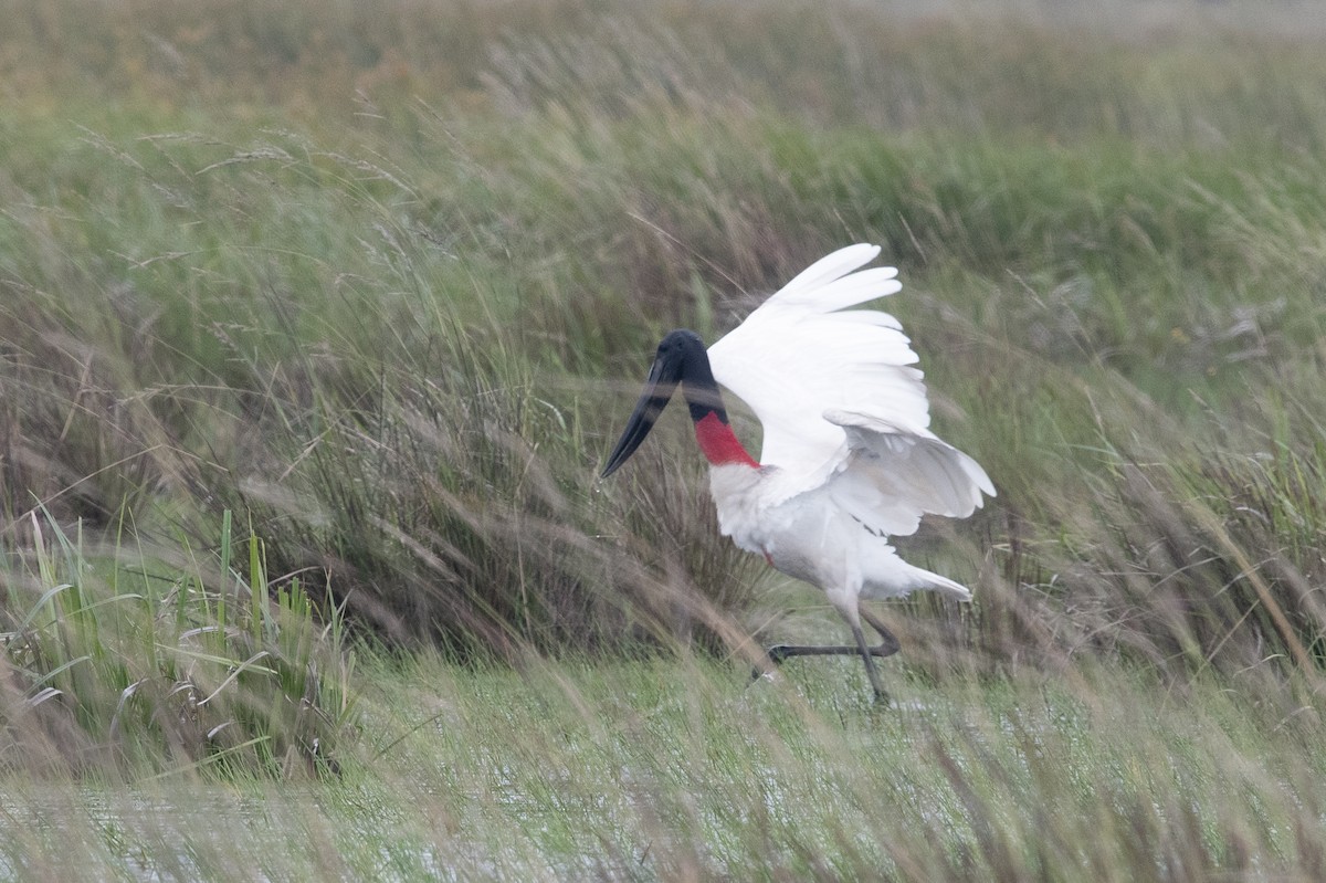 Amerika Jabirusu - ML647712223