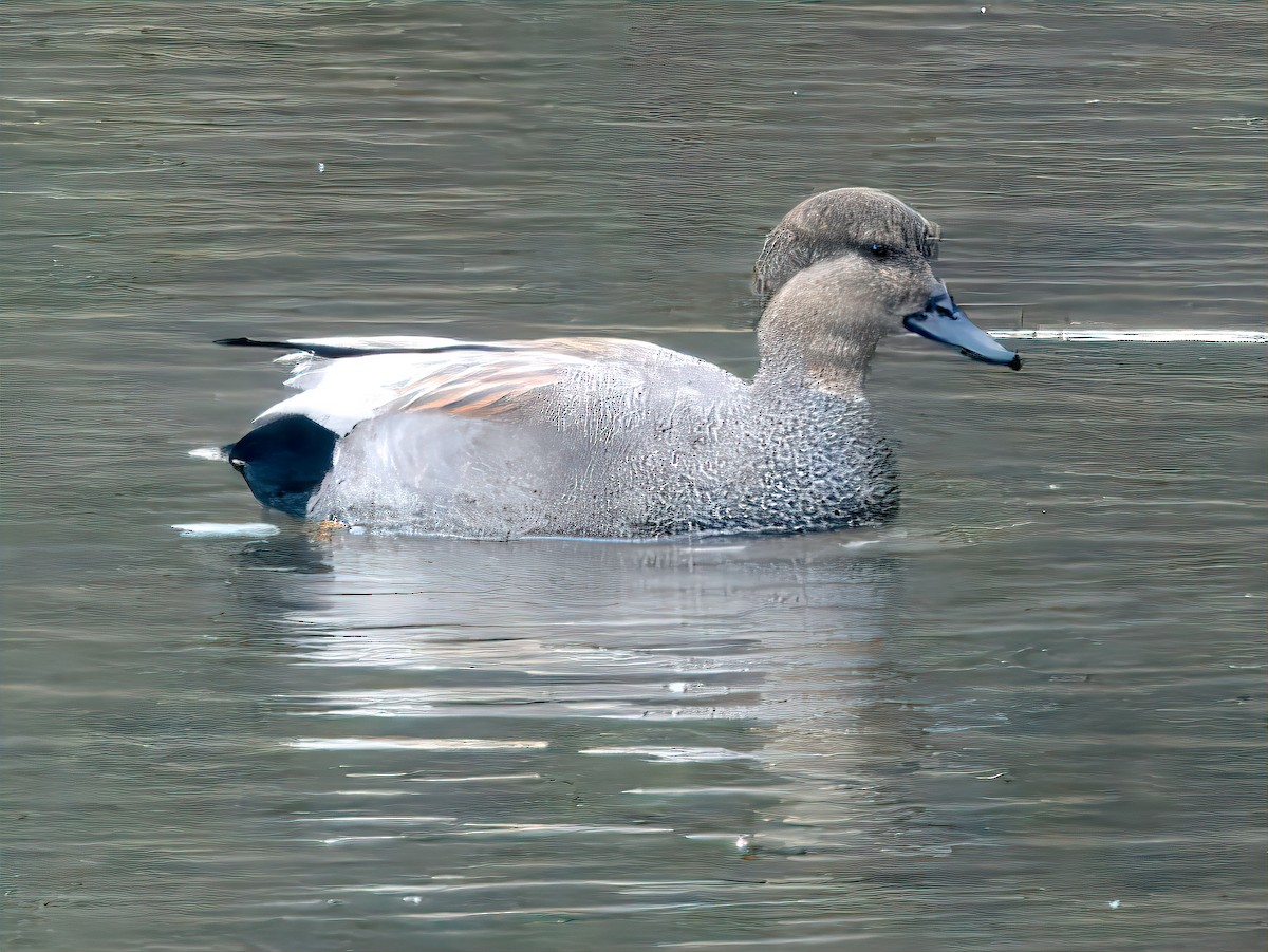 Boz Ördek - ML647712224