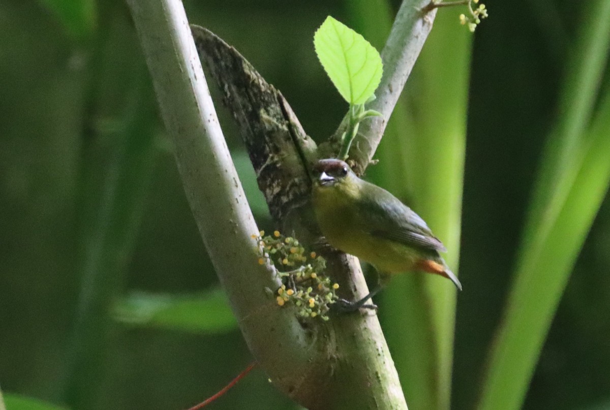 Zeytuni Öfonya - ML647712225