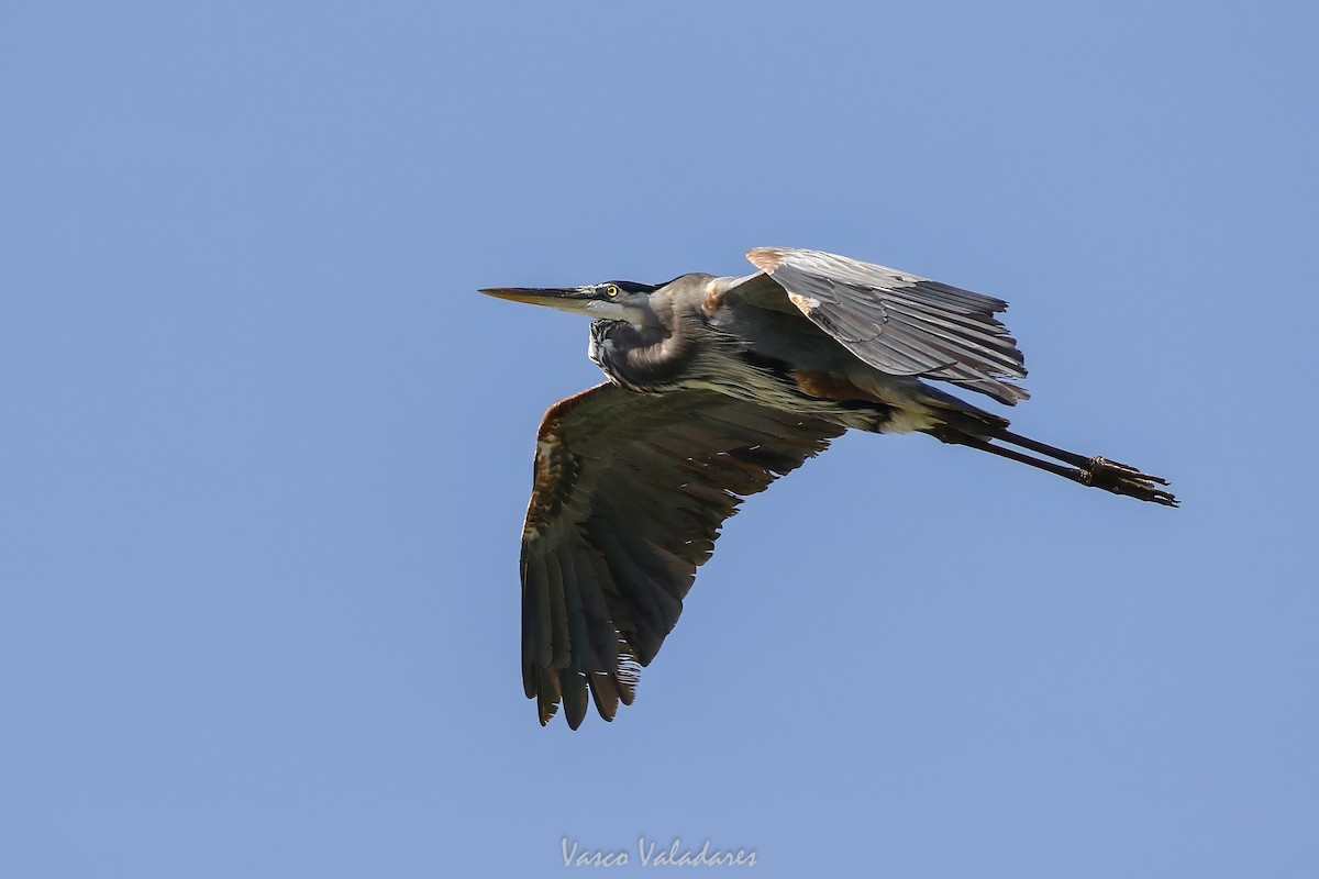 Amerika Gri Balıkçılı - ML647712226