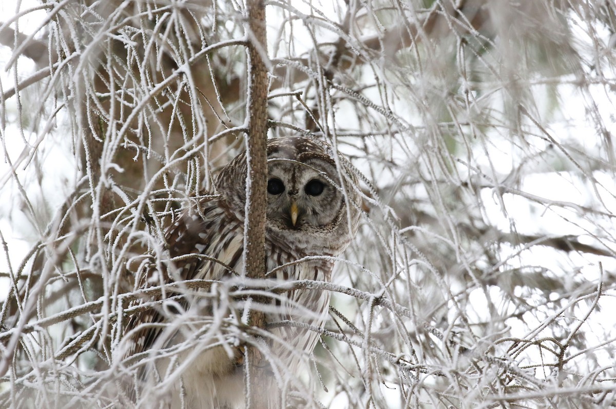 Çizgili Baykuş - ML647712231