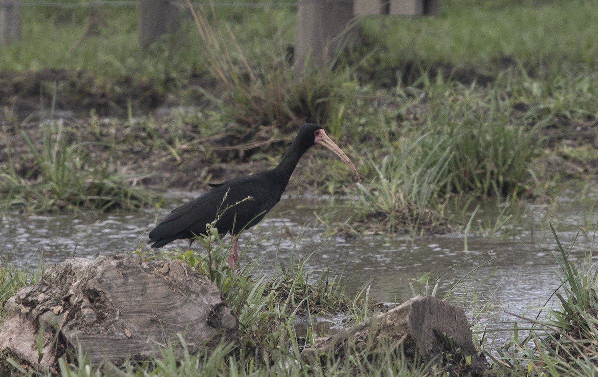 Ibis Afeitado - ML647712248