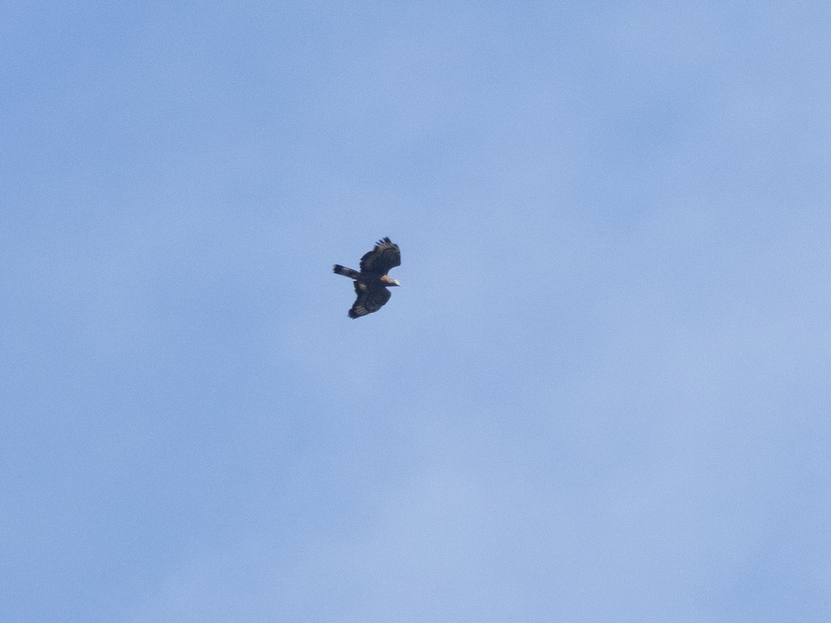 Culebrera Chiíla (grupo cheela) - ML647712275