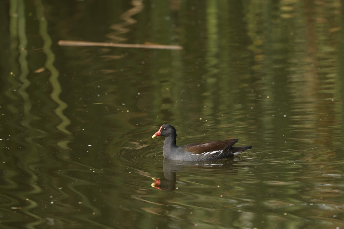 アメリカバン（galeata グループ） - ML647712280