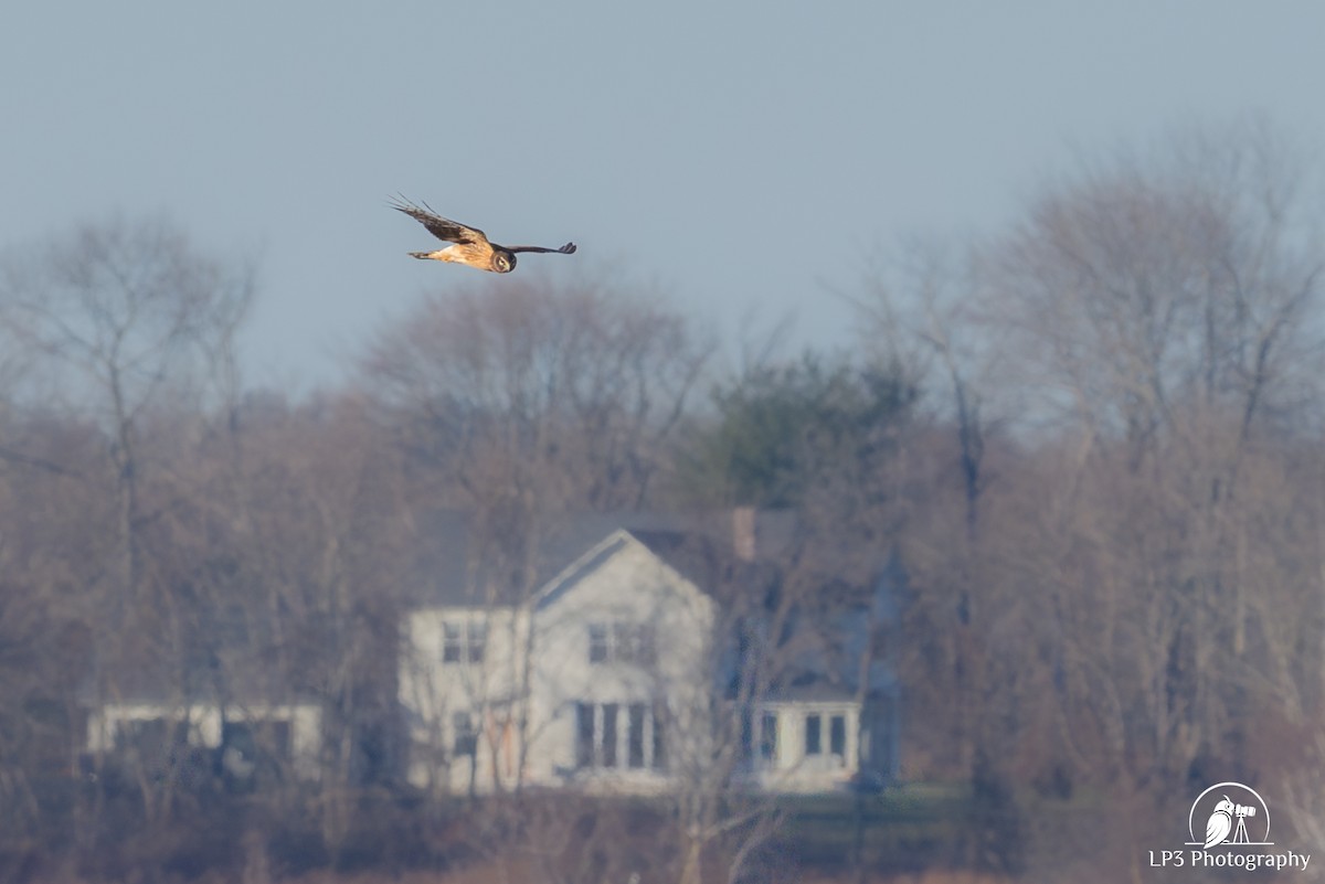 mørkmyrhauk - ML647712285