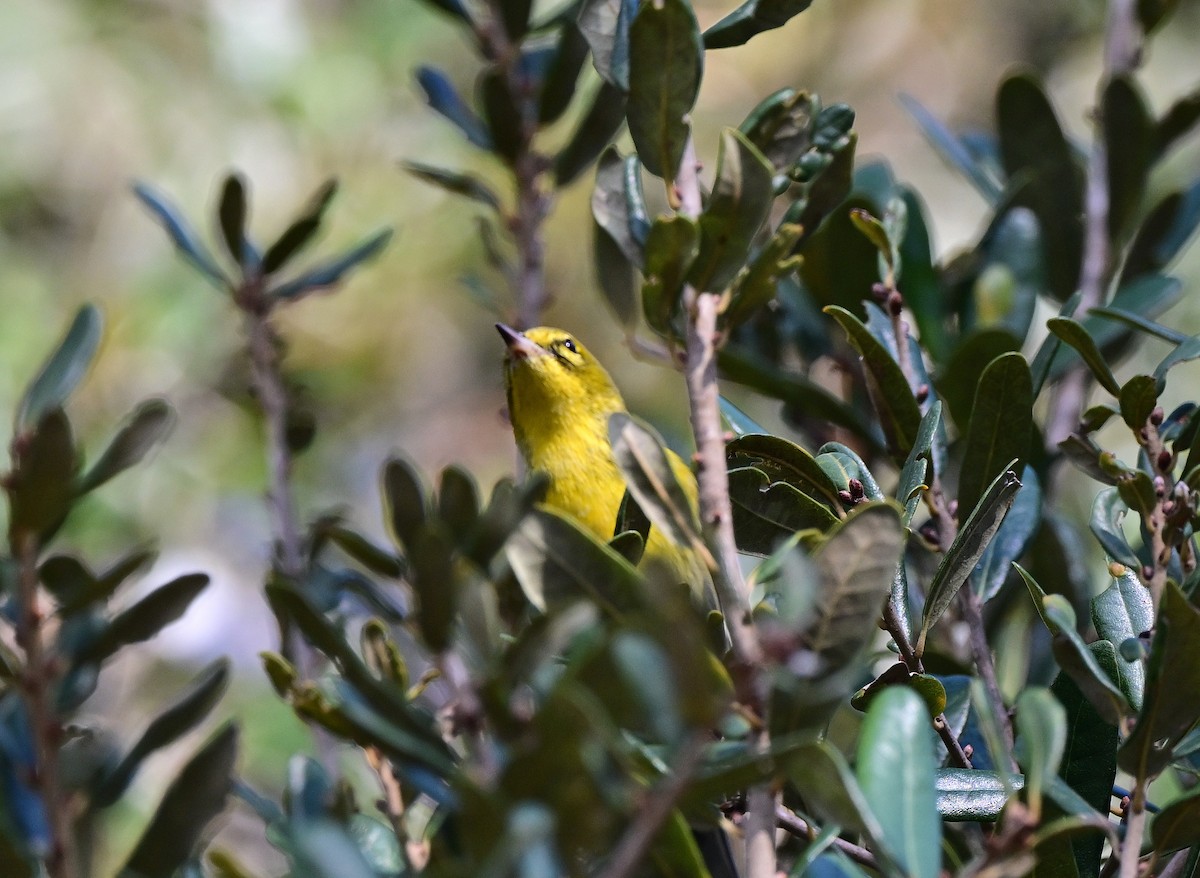 Kiefernwaldsänger - ML647712347