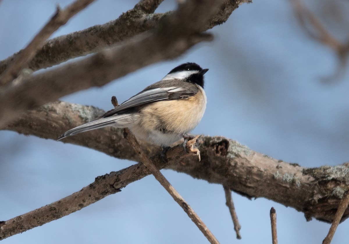 Black-capped Chickadee - ML647712349