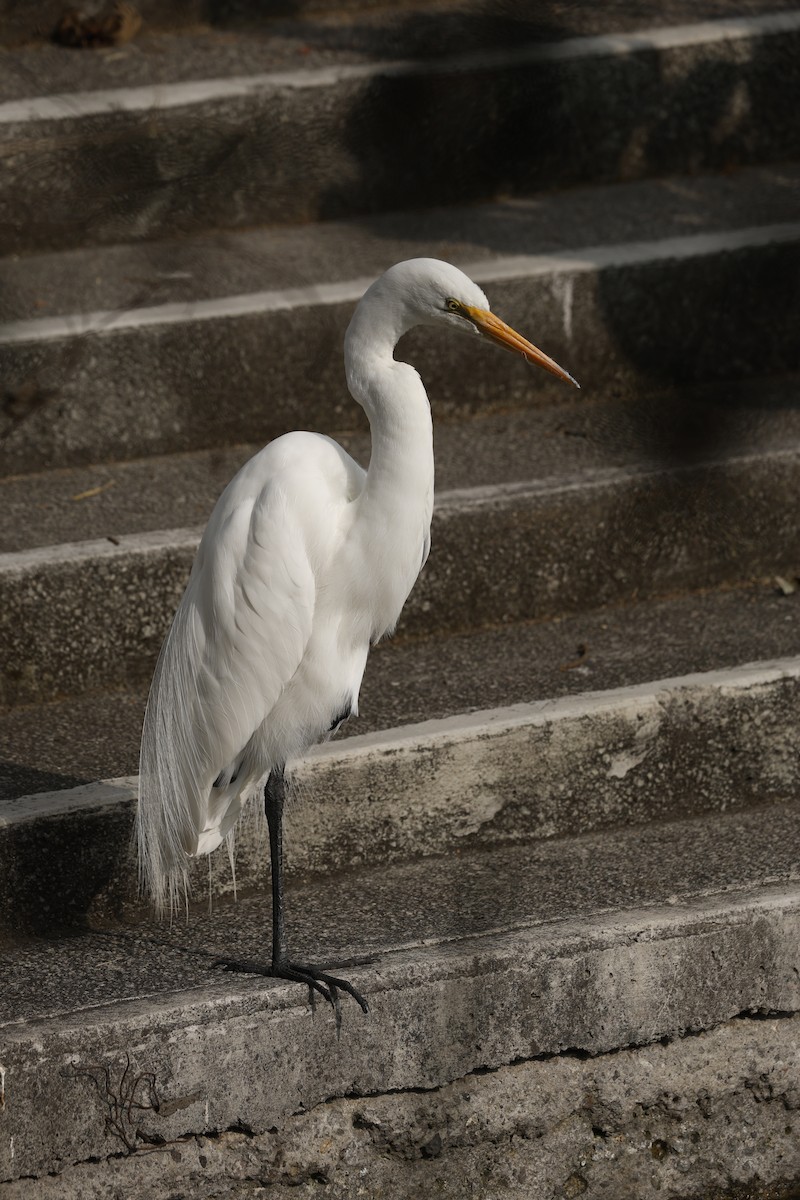 Great Egret (American) - ML647712367
