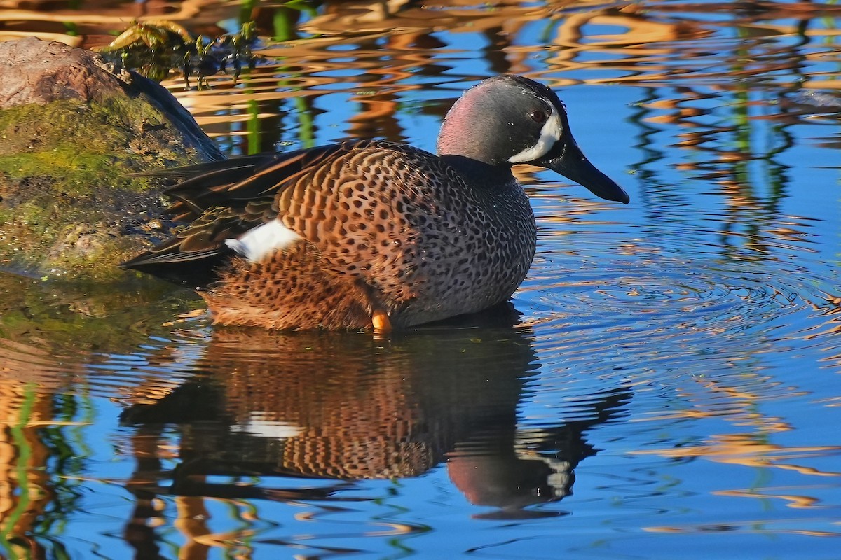 čírka modrokřídlá - ML647712450