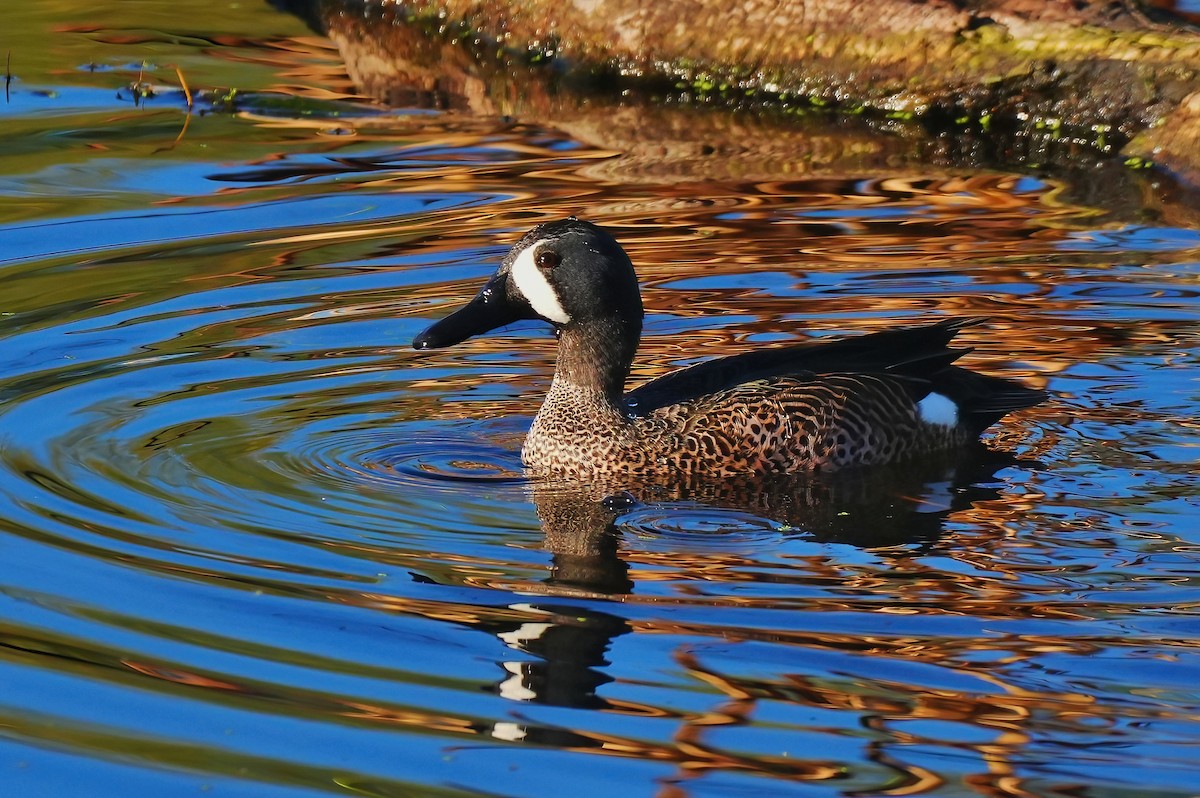 čírka modrokřídlá - ML647712451