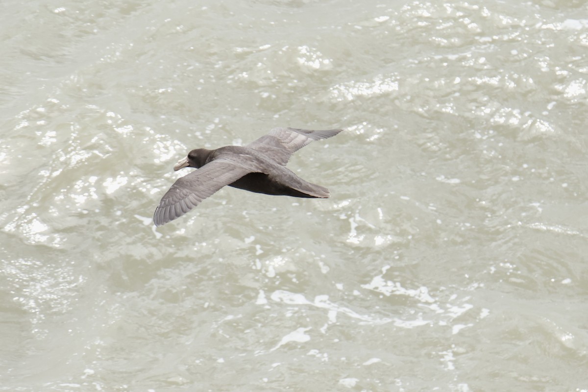 sørkjempepetrell - ML647712470