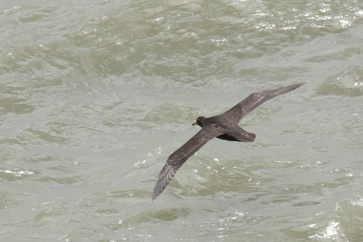 sørkjempepetrell - ML647712471