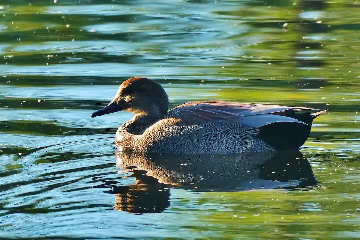 Boz Ördek - ML647712504