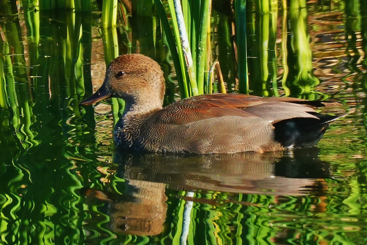Boz Ördek - ML647712505