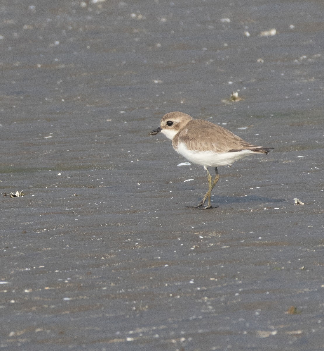 Tibetan Sand-Plover - ML647712541