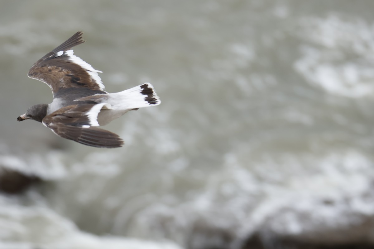 Dolphin Gull - ML647712548