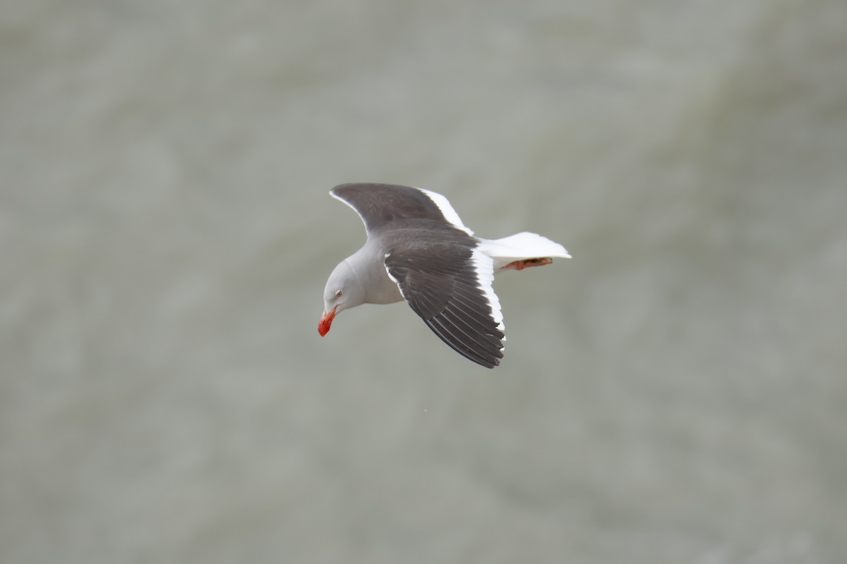 Dolphin Gull - ML647712549